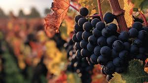 Black Grapes (Angoor 500g)