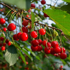 Cherry (250g)
