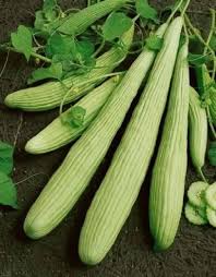 Kakdi (Long Melon)