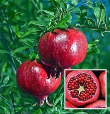 Pomegranate (Anar 500g)