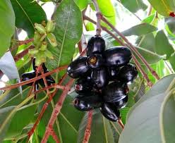 Jamun (Indian Blackberry 500g)
