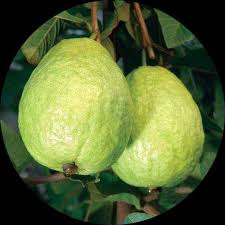 Guava (Amrood 500g)