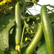 Ridge Gourd (Tori)