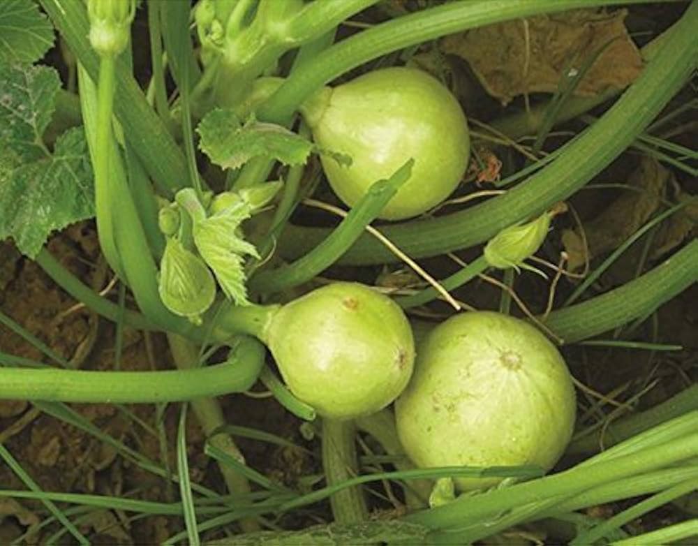 Pumpkin (Kaddu)