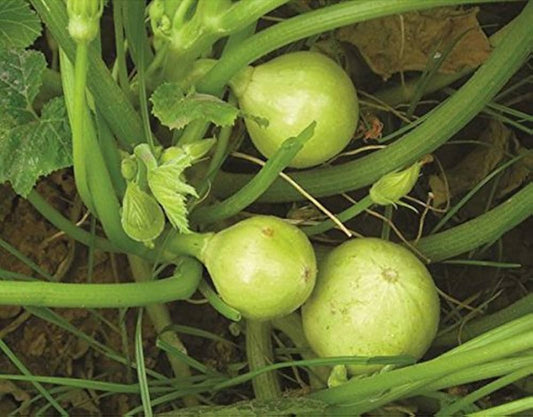 Pumpkin (Kaddu)