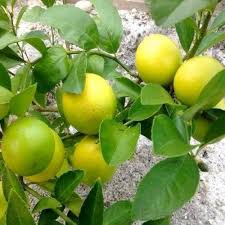 Lemon (Nimbu 400g)