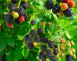 Blackberry (500g)