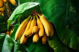 Banana(1kg)