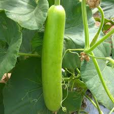 Bottle Gourd (Lauki/Ghiya)